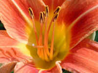 Day Lily (Hemerocallis fulva) - 03a