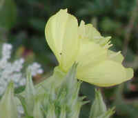 Evening Primrose (Oenothera biennis) - 01a