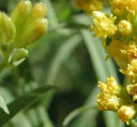 Grass-leaved Goldenrod (Euthamia graminifolia) - 04