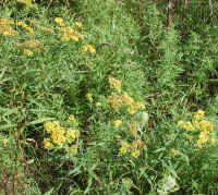 Grass-leaved Goldenrod (Euthamia graminifolia) - 05