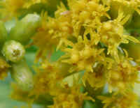 Grass-leaved Goldenrod (Euthamia graminifolia) - 08a