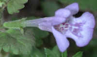 Ground Ivy (Glechoma hederacea) - 01a