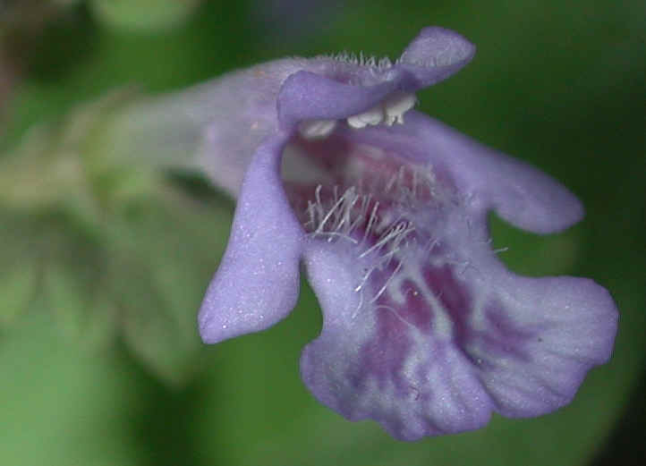 Ground Ivy, Creeping Charley (Glechoma hederacea) - 04