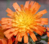 Hawkweed, Orange (Hieracium aurantiacum or Pilosella aurantiaca) - 01a