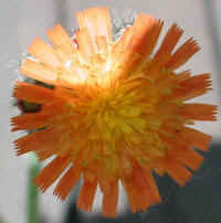 Hawkweed, Orange (Hieracium aurantiacum or Pilosella aurantiaca) - 05