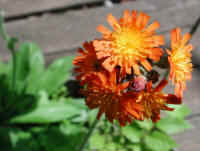 Hawkweed, Orange (Hieracium aurantiacum or Pilosella aurantiaca) - 06
