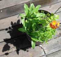Hawkweed, Orange (Hieracium aurantiacum or Pilosella aurantiaca) - 07
