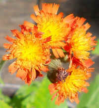 Hawkweed, Orange (Hieracium aurantiacum or Pilosella aurantiaca) - 10
