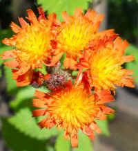 Hawkweed, Orange (Hieracium aurantiacum or Pilosella aurantiaca) - 11