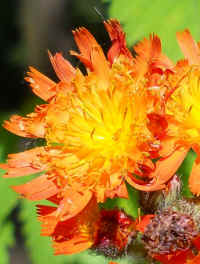 Hawkweed, Orange (Hieracium aurantiacum or Pilosella aurantiaca) - 12