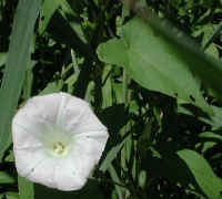 Hedge Bindweed (Convolvulus sepium) - 01