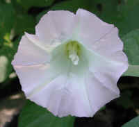 Hedge Bindweed (Convolvulus sepium) - 03