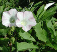 Bindweed, Hedge (Convolvulus sepium)