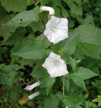Hedge Bindweed (Convolvulus sepium) - 09
