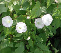 Hedge Bindweed (Convolvulus sepium) - 11