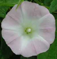 Hedge Bindweed (Convolvulus sepium) - 14<