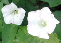 Hedge Bindweed (Convolvulus sepium) - 18