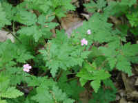 Herb Robert or Robert Geranium (Geranium robertianum) - 12