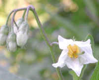 Horse-Nettle (Solanum carolinense) - 02a