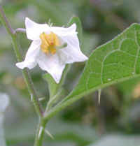 Horse-Nettle (Solanum carolinense)
