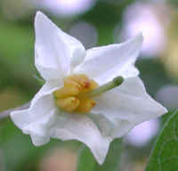 Horse-Nettle (Solanum carolinense) - 03