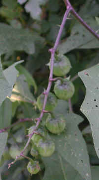 Horse-Nettle (Solanum carolinense) - 04
