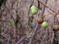 Horse-Nettle (Solanum carolinense) - 10