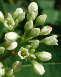 Indian Hemp (Apocynum cannabinum) - 03a