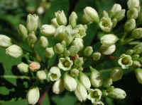 Indian Hemp (Apocynum cannabinum) - 04