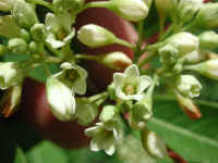 Indian Hemp (Apocynum cannabinum) - 07