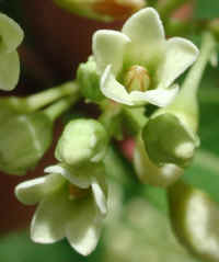 Indian Hemp (Apocynum cannabinum) - 07a