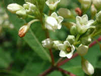 Indian Hemp (Apocynum cannabinum) - 09