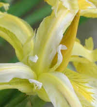 Yellow Flag Iris (Iris pseudacorus) - 05