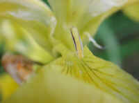 Yellow Flag Iris (Iris pseudacorus) - 13