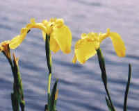 Yellow Flag Iris (Iris pseudacorus) - 16