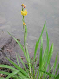 Yellow Flag Iris (Iris pseudacorus) - 20