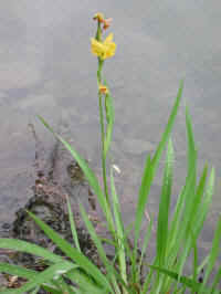 Yellow Flag Iris (Iris pseudacorus) - 21