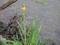 Yellow Flag Iris (Iris pseudacorus) - 22