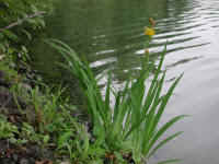 Yellow Flag Iris (Iris pseudacorus) - 24