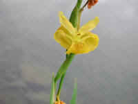Yellow Flag Iris (Iris pseudacorus) - 26