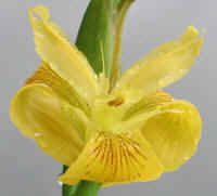Yellow Flag Iris (Iris pseudacorus) - 26a