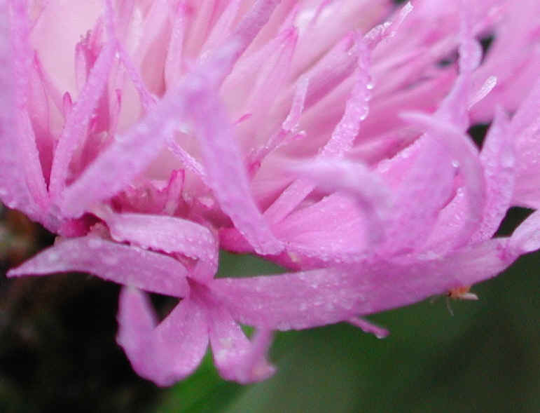 Knapweed - Star Thistle - Bachelor's Button (Centaurea spp.) - 14a