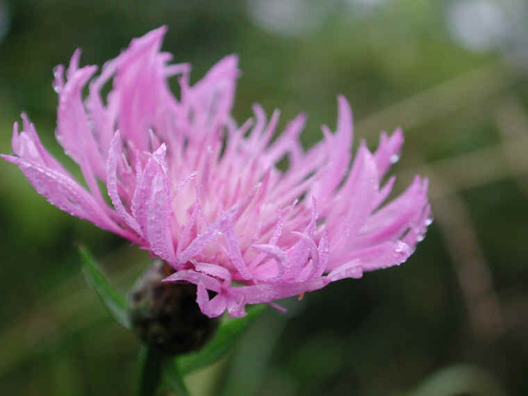 Knapweed - Star Thistle - Bachelor's Button (Centaurea spp.) - 15