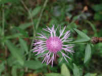 Knapweed (Centaurea spp.) - 16