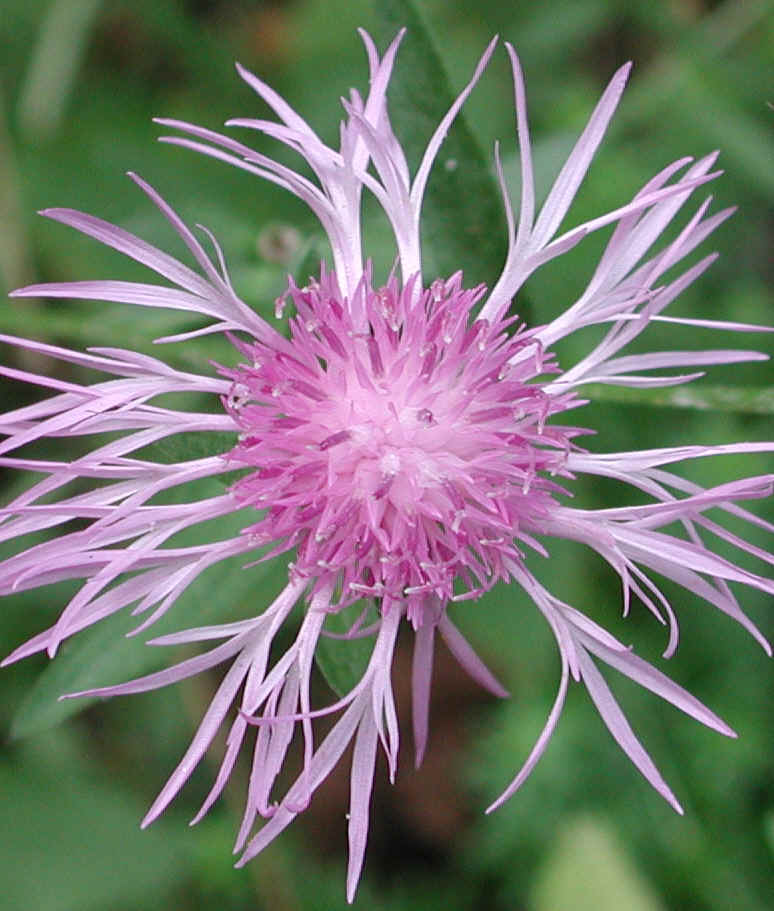 Knapweed - Star Thistle - Bachelor's Button (Centaurea spp.) - 16a