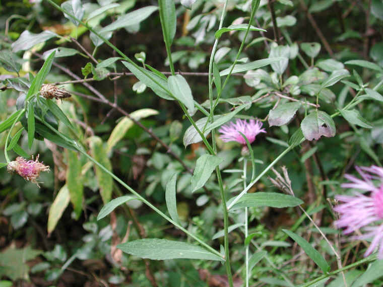 Knapweed - Star Thistle - Bachelor's Button (Centaurea spp.) - 18