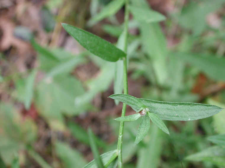 Knapweed - Star Thistle - Bachelor's Button (Centaurea spp.) - 20