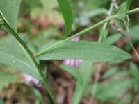 Knapweed (Centaurea spp.) - 21