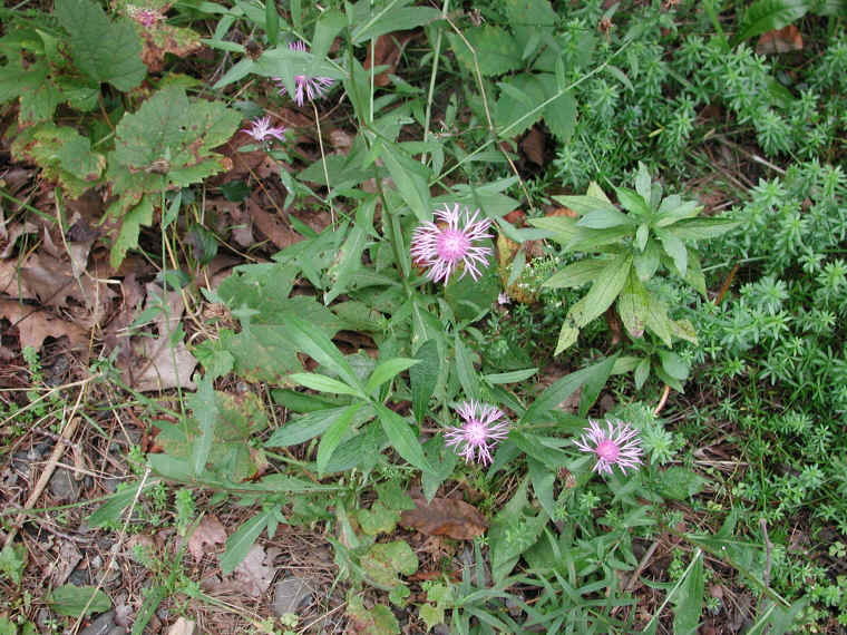 Knapweed - Star Thistle - Bachelor's Button (Centaurea spp.) - 22