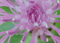 Knapweed (Centaurea spp.) - 03b